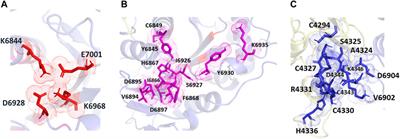 Identification and characterization of alternative sites and molecular probes for SARS-CoV-2 target proteins